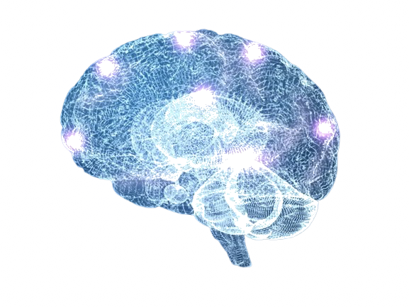 Brain wireframe